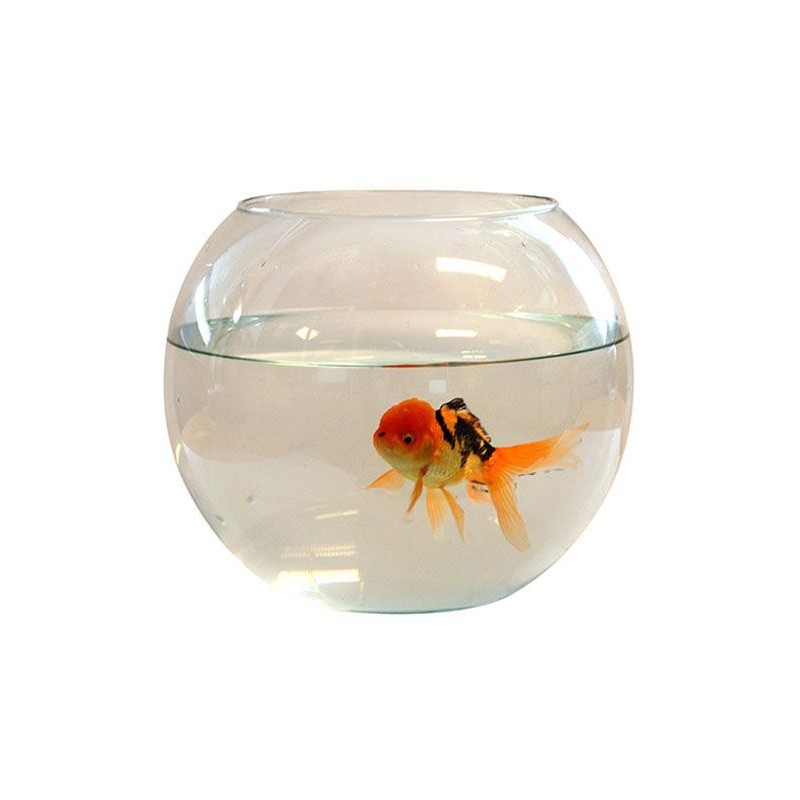 Aquarium boule tournee diam 25cm Aquarium boule tournee diam 25cm