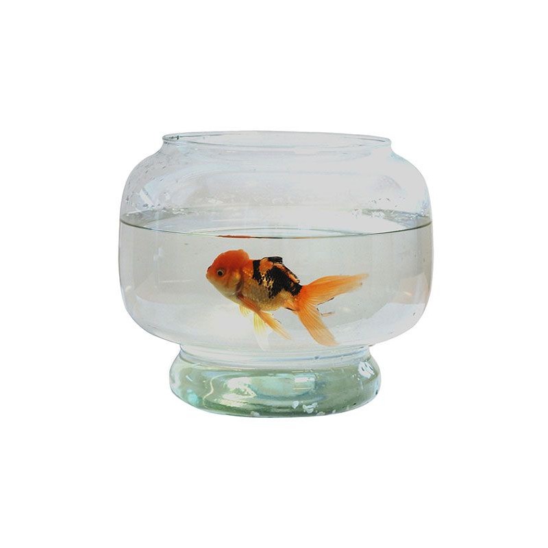Aquarium boule tournee sur pied Neptune diam 25 Aquarium boule tournee sur pied Neptune diam 25