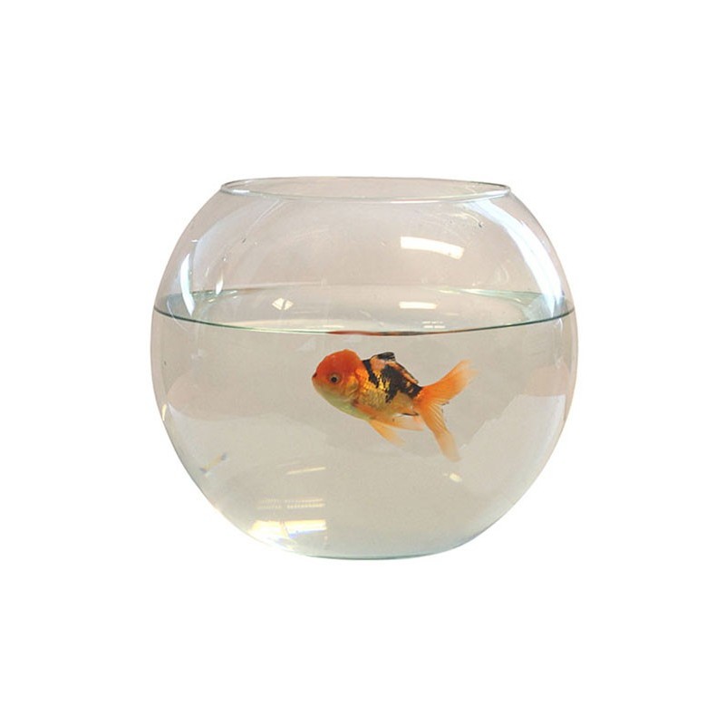 Aquarium boule tournee diam 30cm, soit 12 L Aquarium boule tournee diam 30cm, soit 12 L